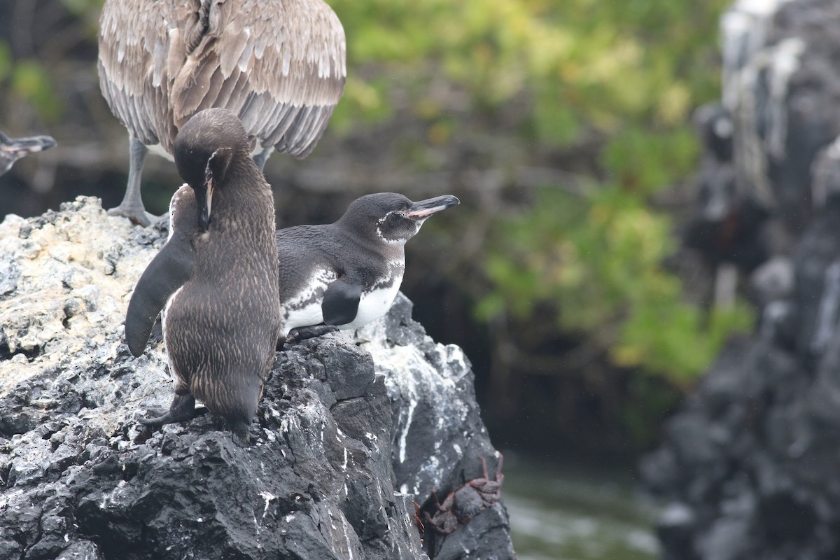 Galapagos Penguin - ML621056755