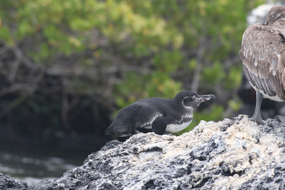 Galapagos Penguin - ML621056767