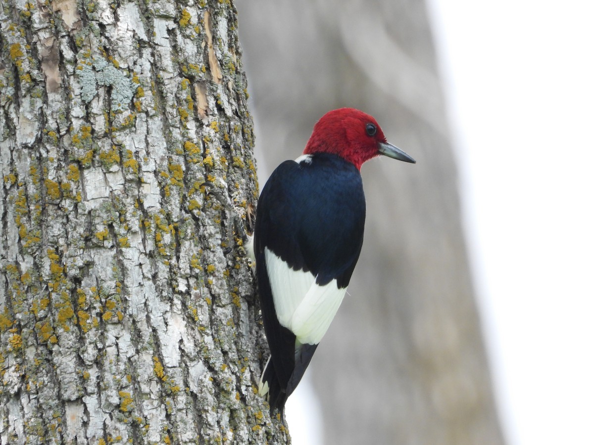 Red-headed Woodpecker - ML621056769