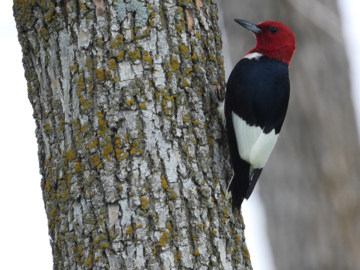 Red-headed Woodpecker - ML621056770