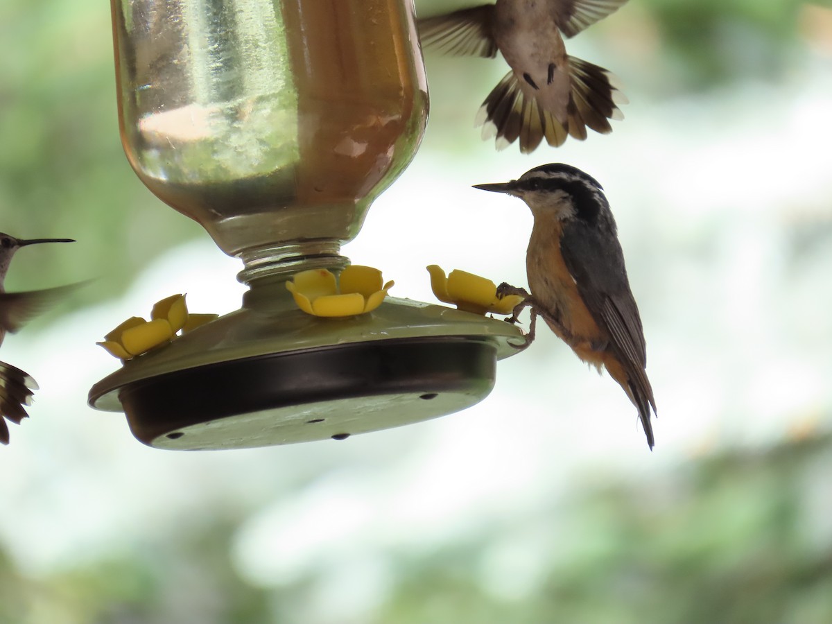Red-breasted Nuthatch - ML621056771