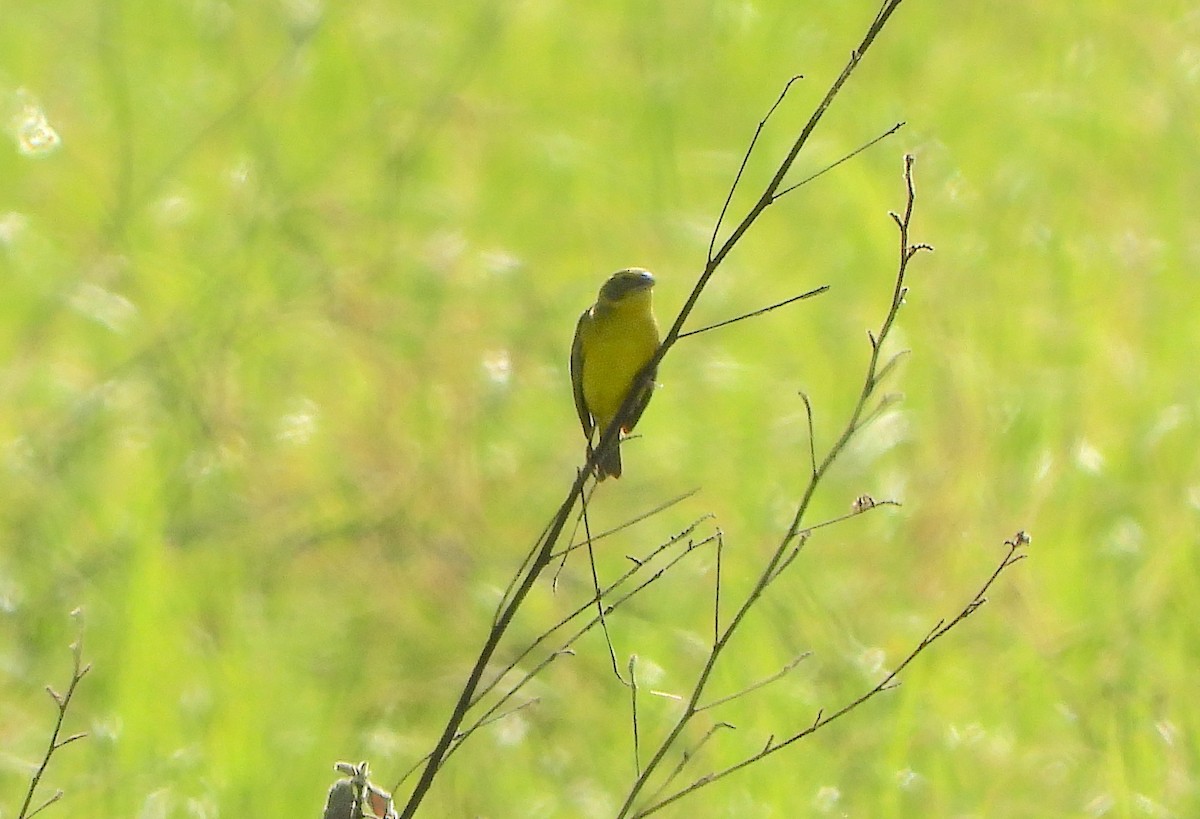 Grassland Yellow-Finch - ML621056775