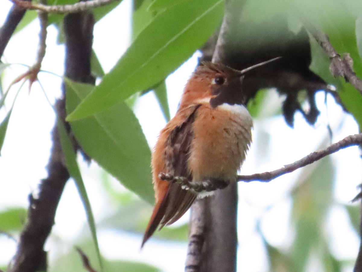 Rufous Hummingbird - ML621056785