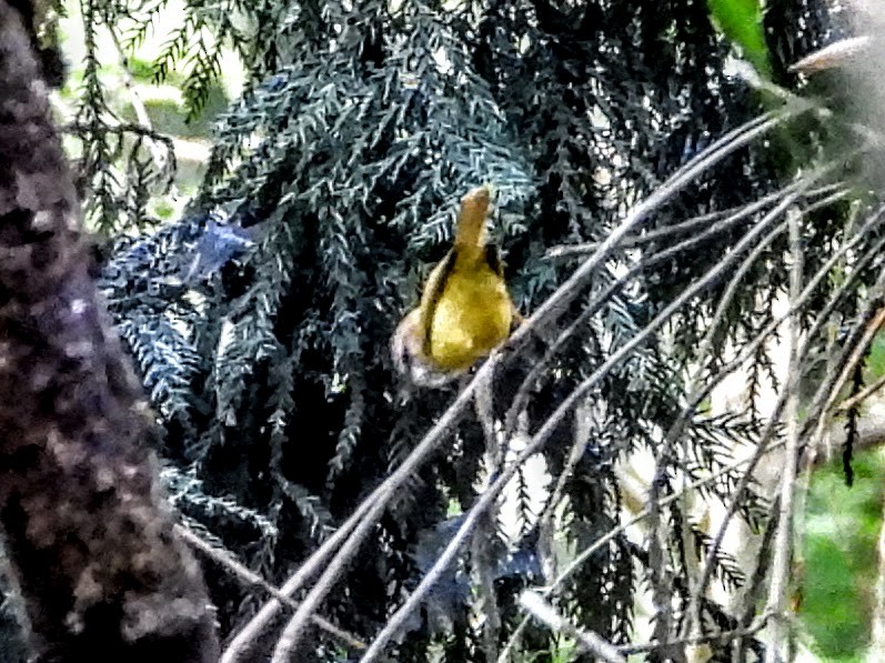 Yellow-bellied Warbler - ML621056786