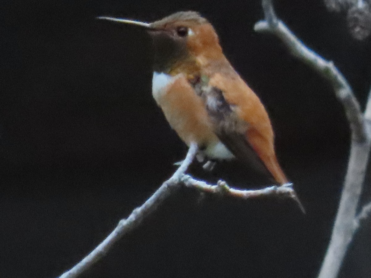 Rufous Hummingbird - ML621056798