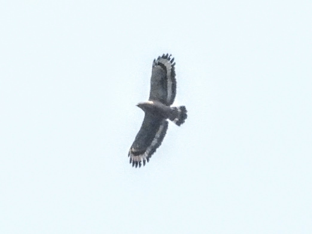 Crested Serpent-Eagle - ML621056807