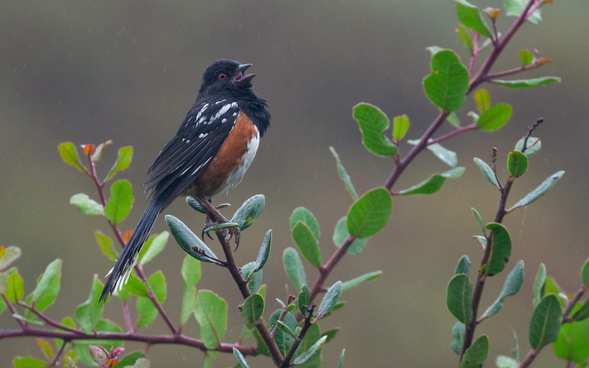 Spotted Towhee - ML621056810