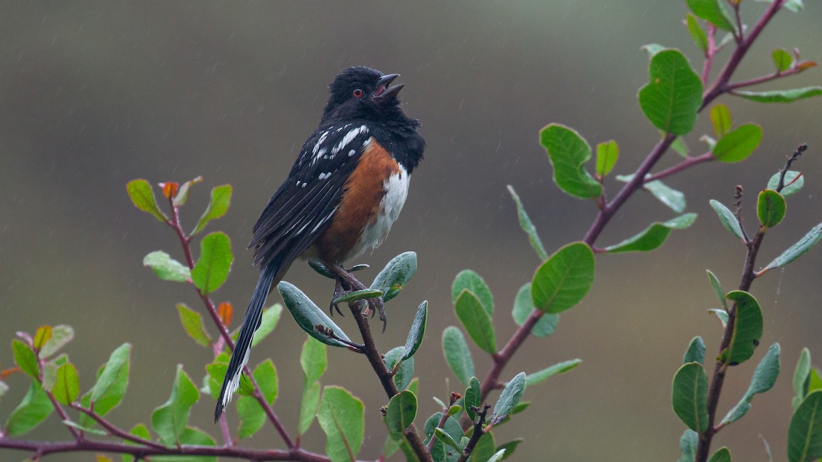 Spotted Towhee - ML621056814