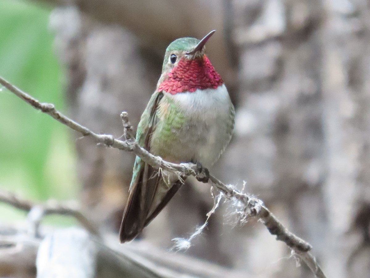 Broad-tailed Hummingbird - ML621056815