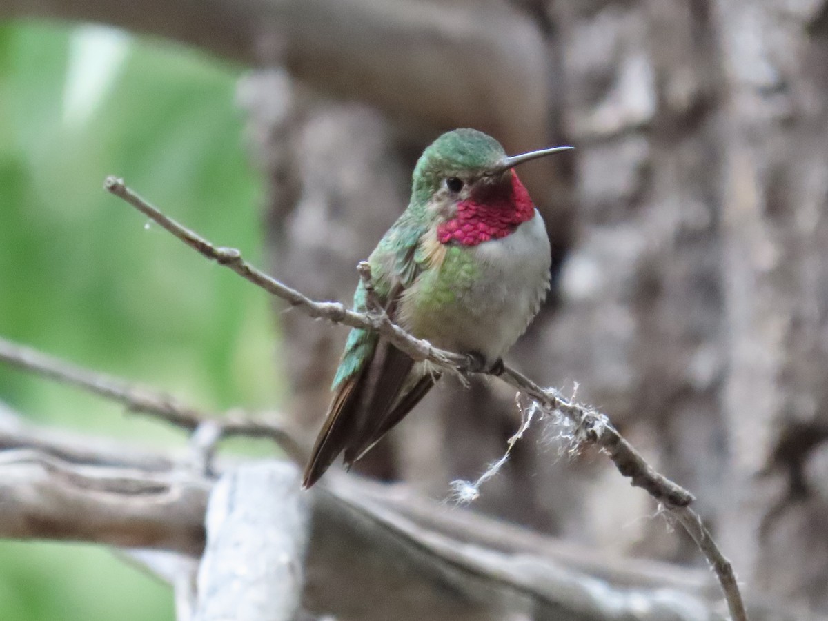 Broad-tailed Hummingbird - ML621056817