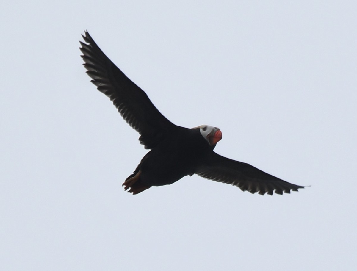 Tufted Puffin - ML621056837