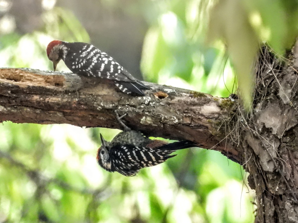 Stripe-breasted Woodpecker - ML621056865