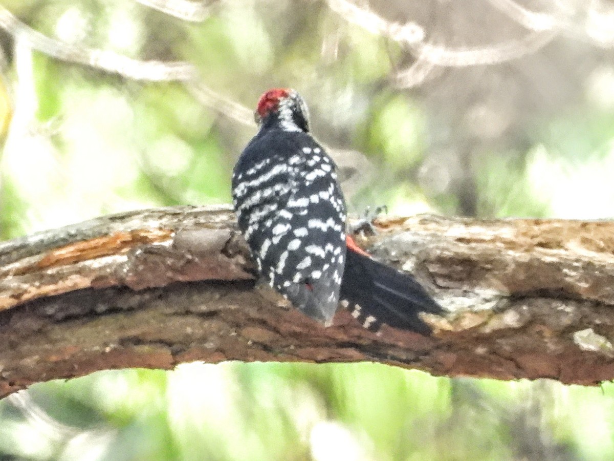 Stripe-breasted Woodpecker - ML621056866