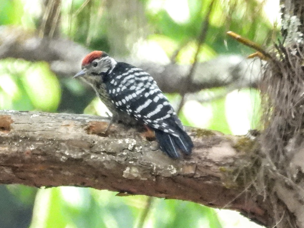 Stripe-breasted Woodpecker - ML621056867