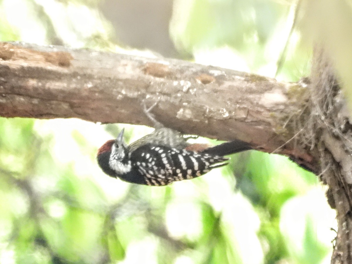 Stripe-breasted Woodpecker - ML621056868