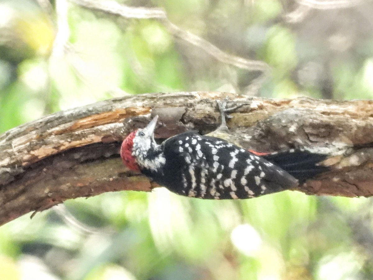 Stripe-breasted Woodpecker - ML621056869