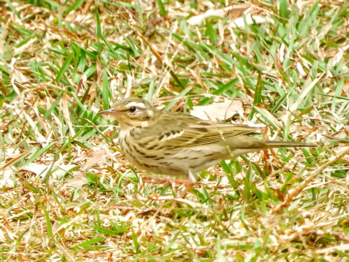 Olive-backed Pipit - ML621056873