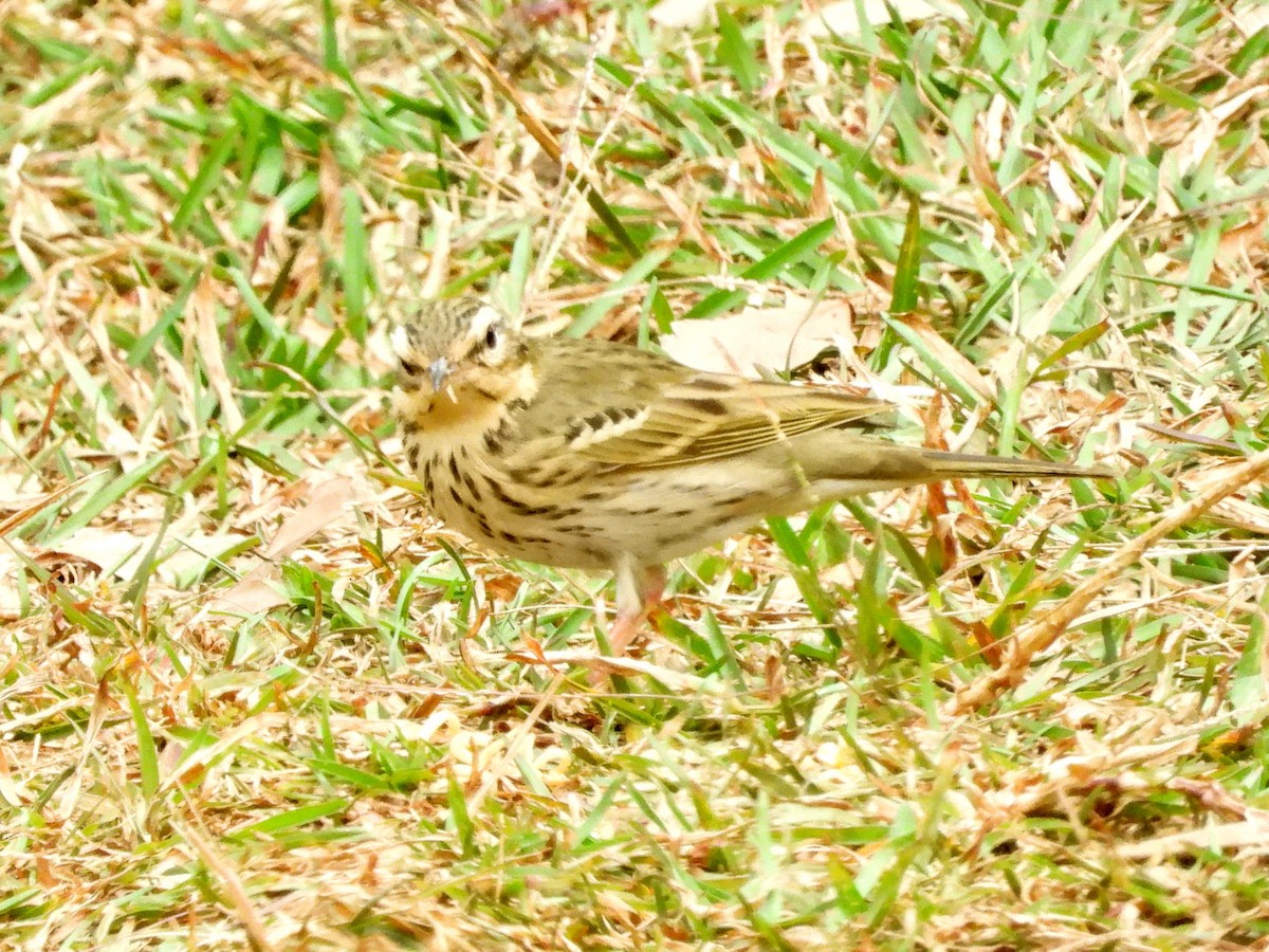 Olive-backed Pipit - ML621056874