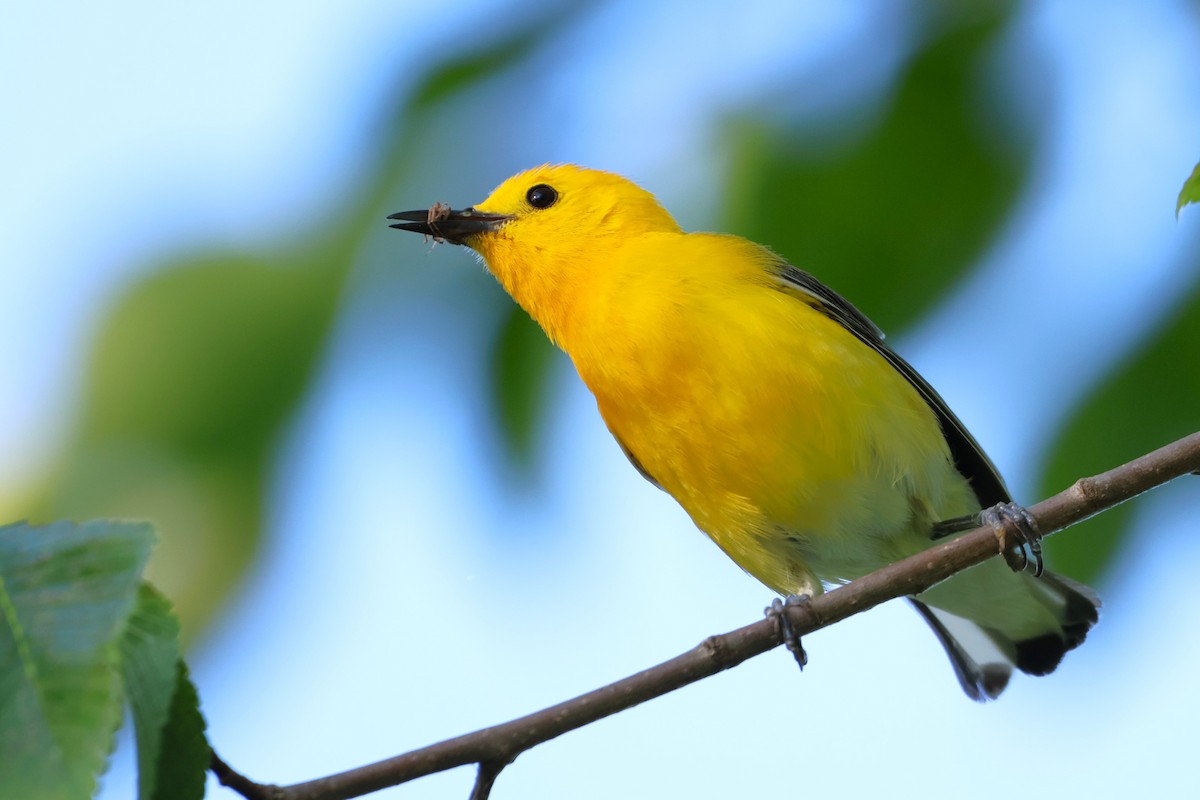 Prothonotary Warbler - ML621056890