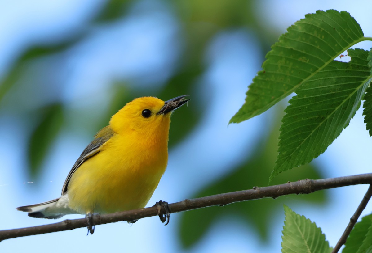 Prothonotary Warbler - ML621056892