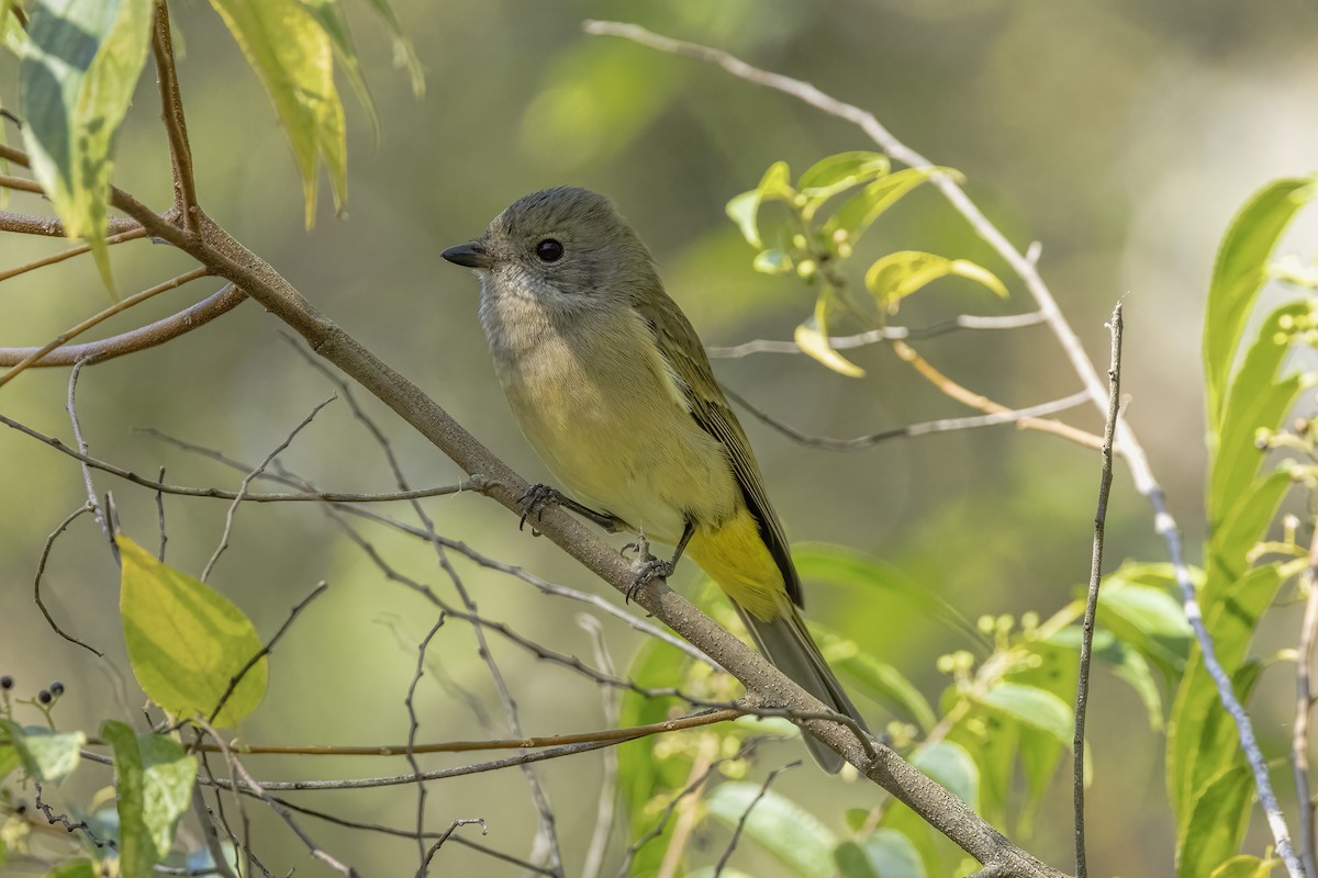 Golden Whistler (Eastern) - ML621056905