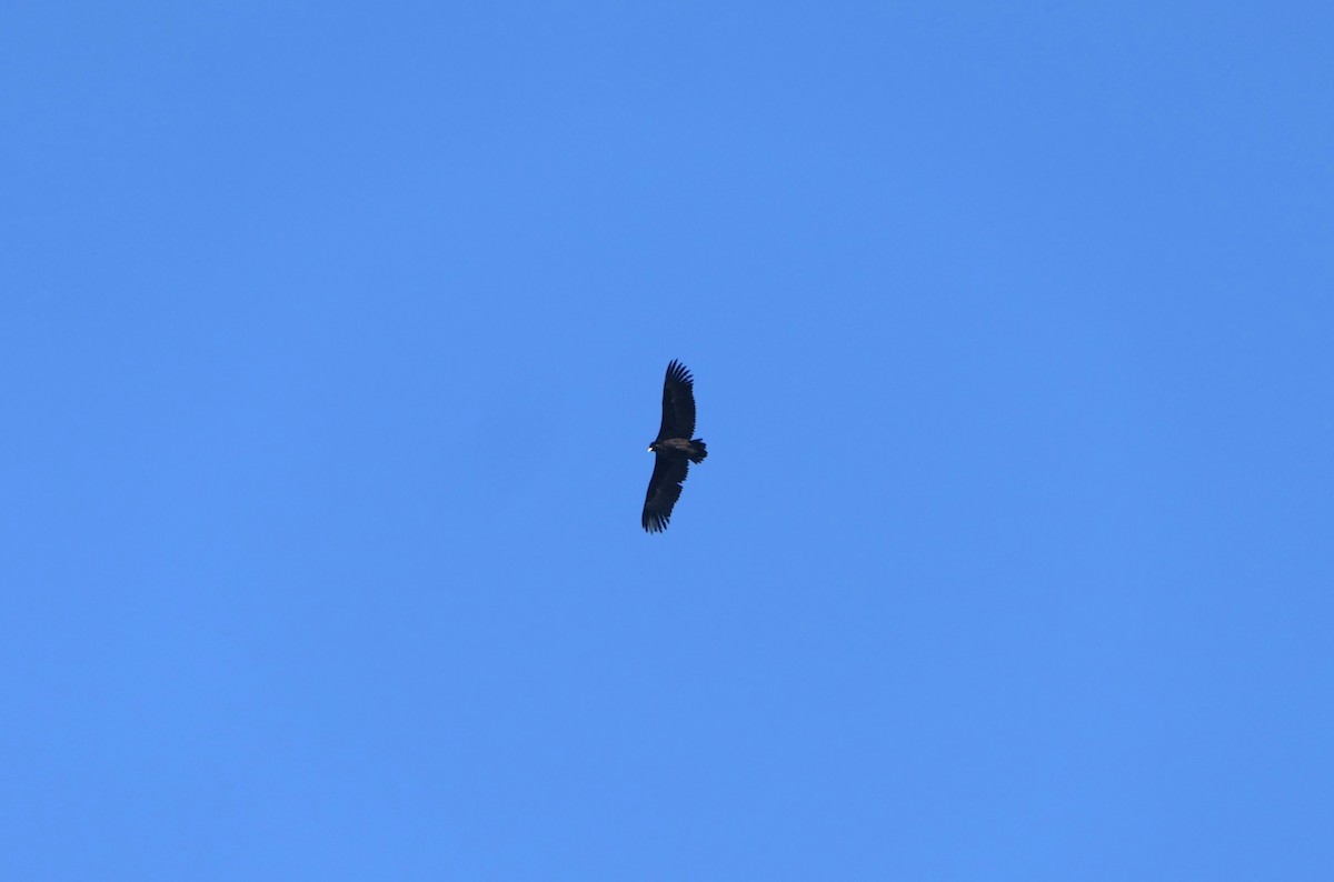Cinereous Vulture - ML621056916
