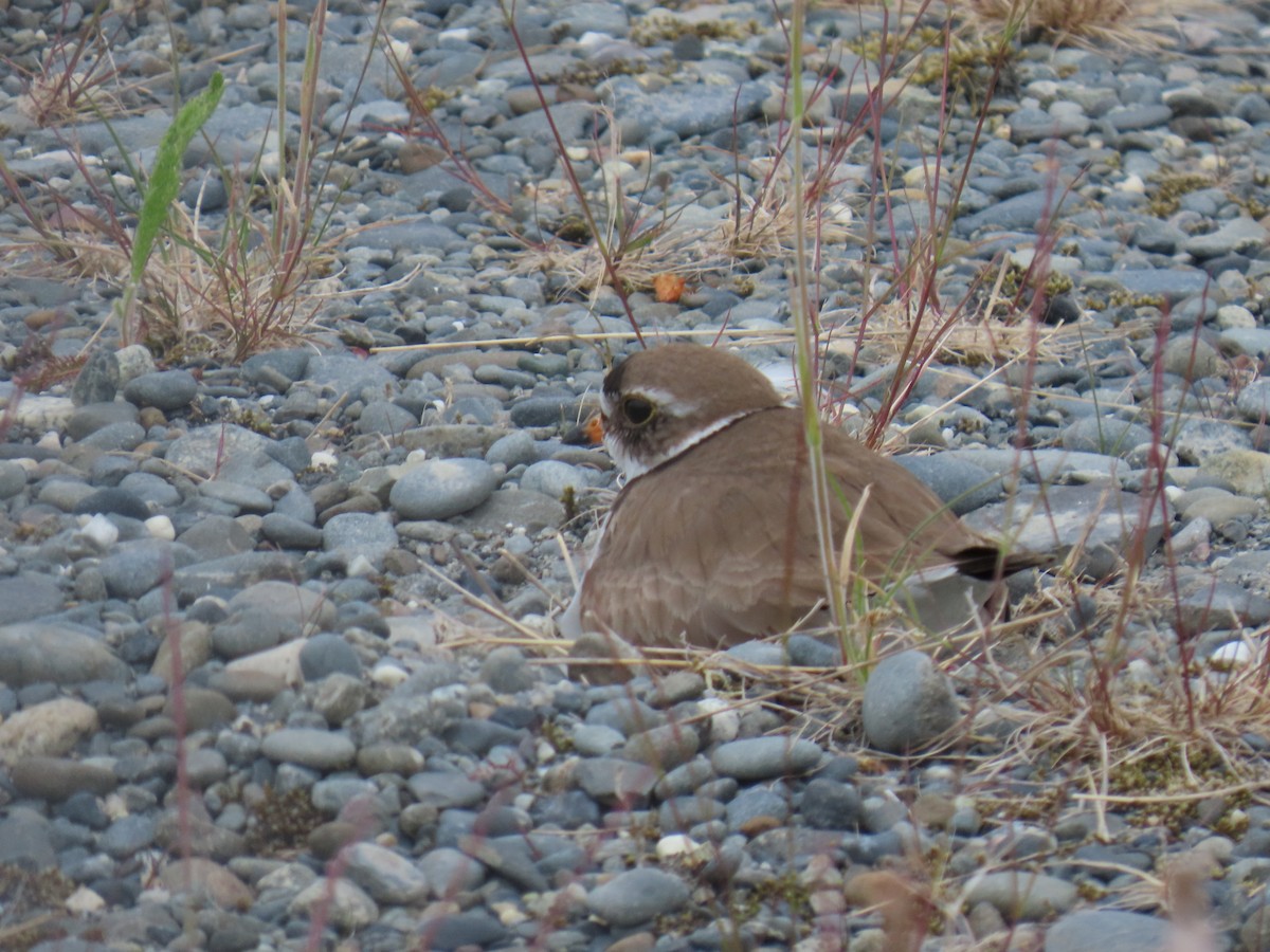 Semipalmated Plover - ML621056930