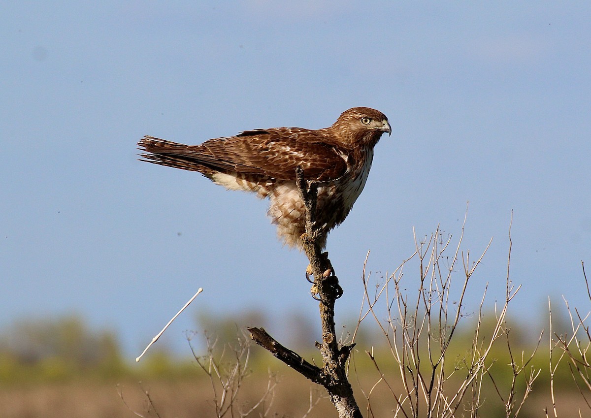 Red-tailed Hawk - ML621056933
