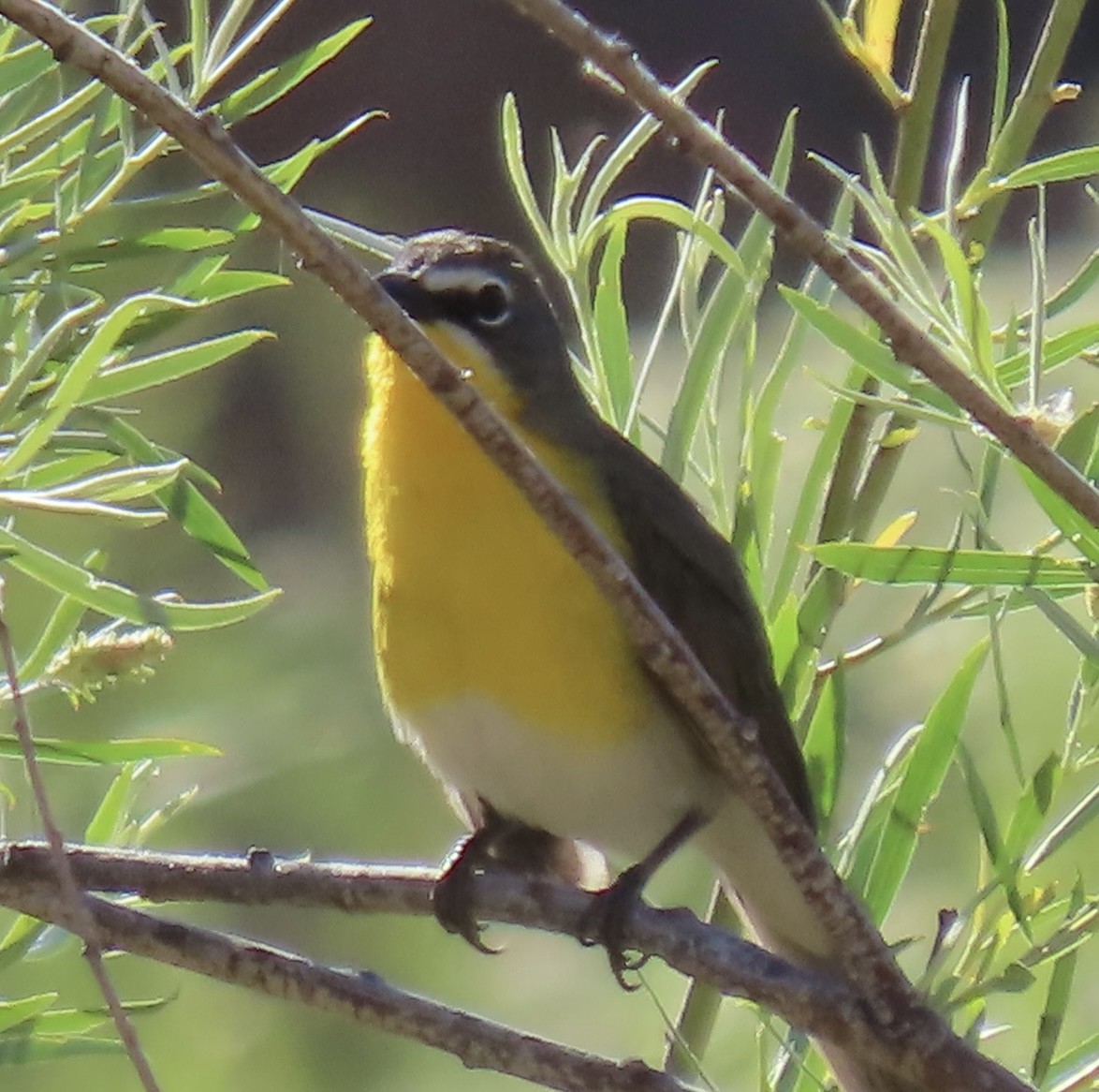 Yellow-breasted Chat - ML621056936