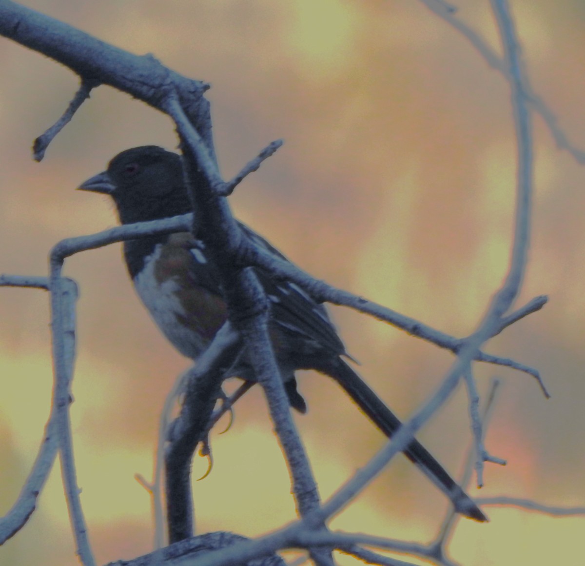 Spotted Towhee - ML621056944