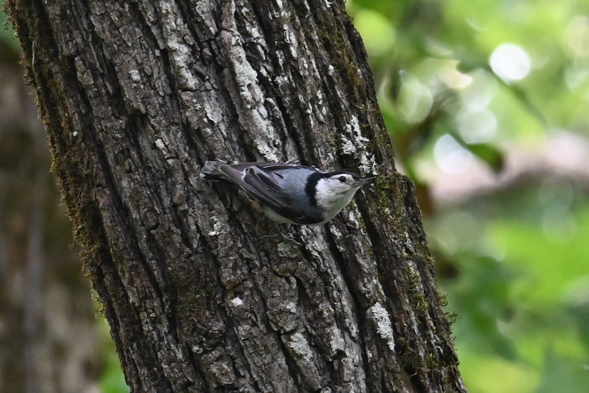 White-breasted Nuthatch - ML621056960