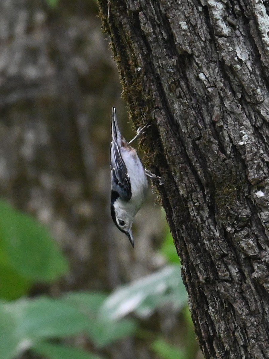 White-breasted Nuthatch - ML621056961