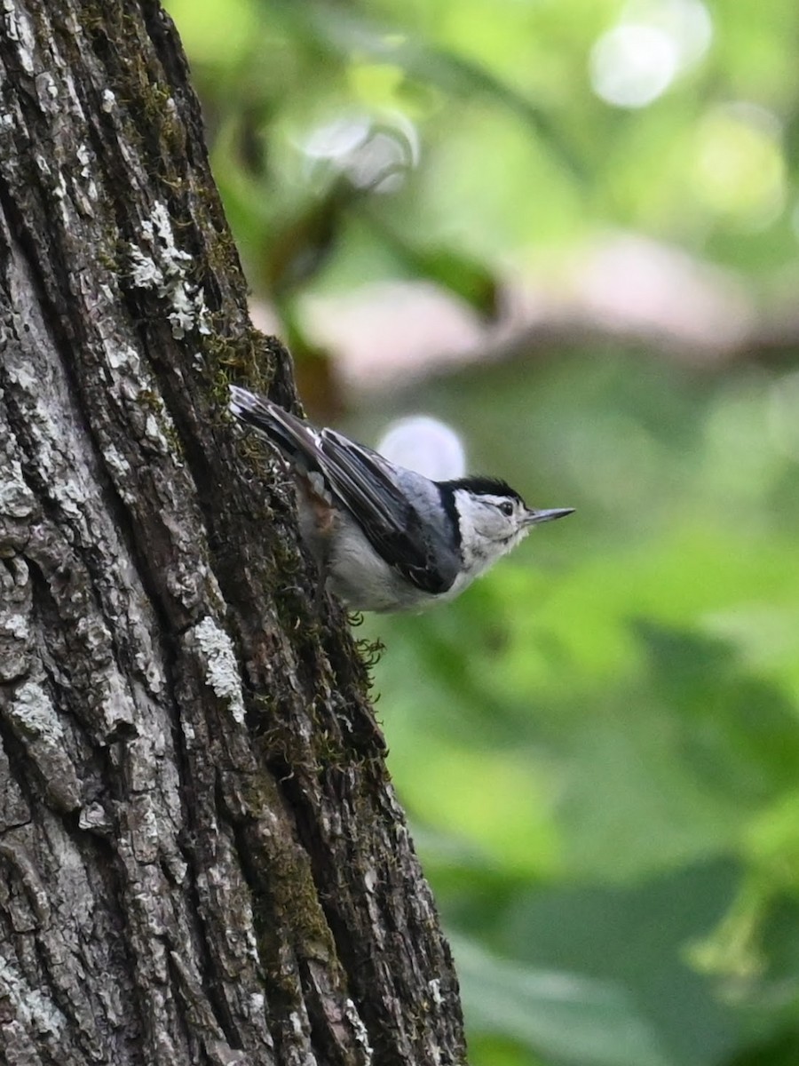 White-breasted Nuthatch - ML621056962
