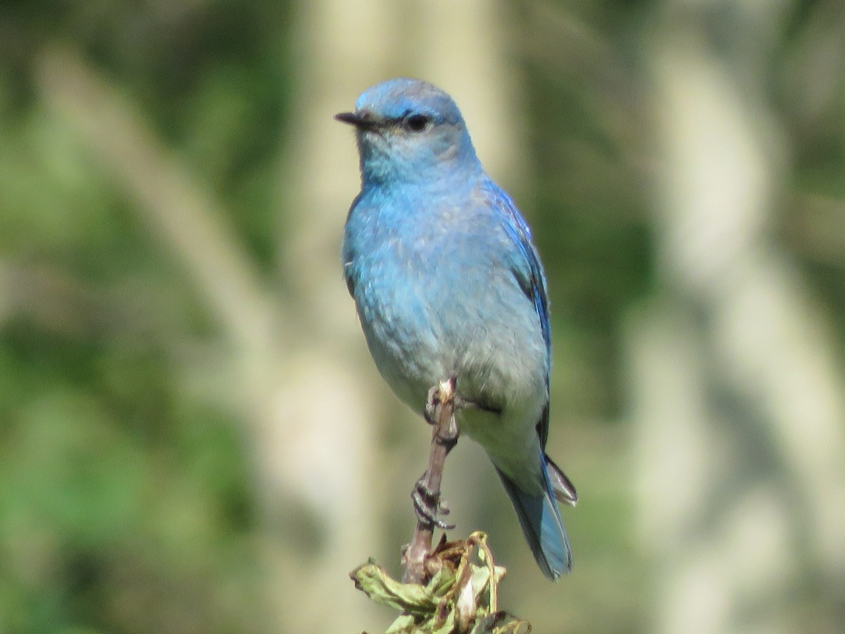 Mountain Bluebird - Diana Fenstermaker