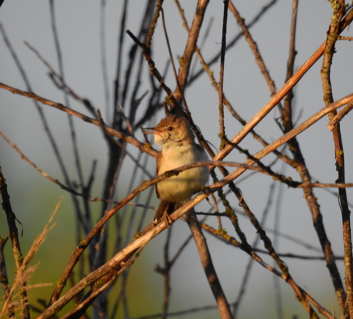 Common Reed Warbler - ML621056972