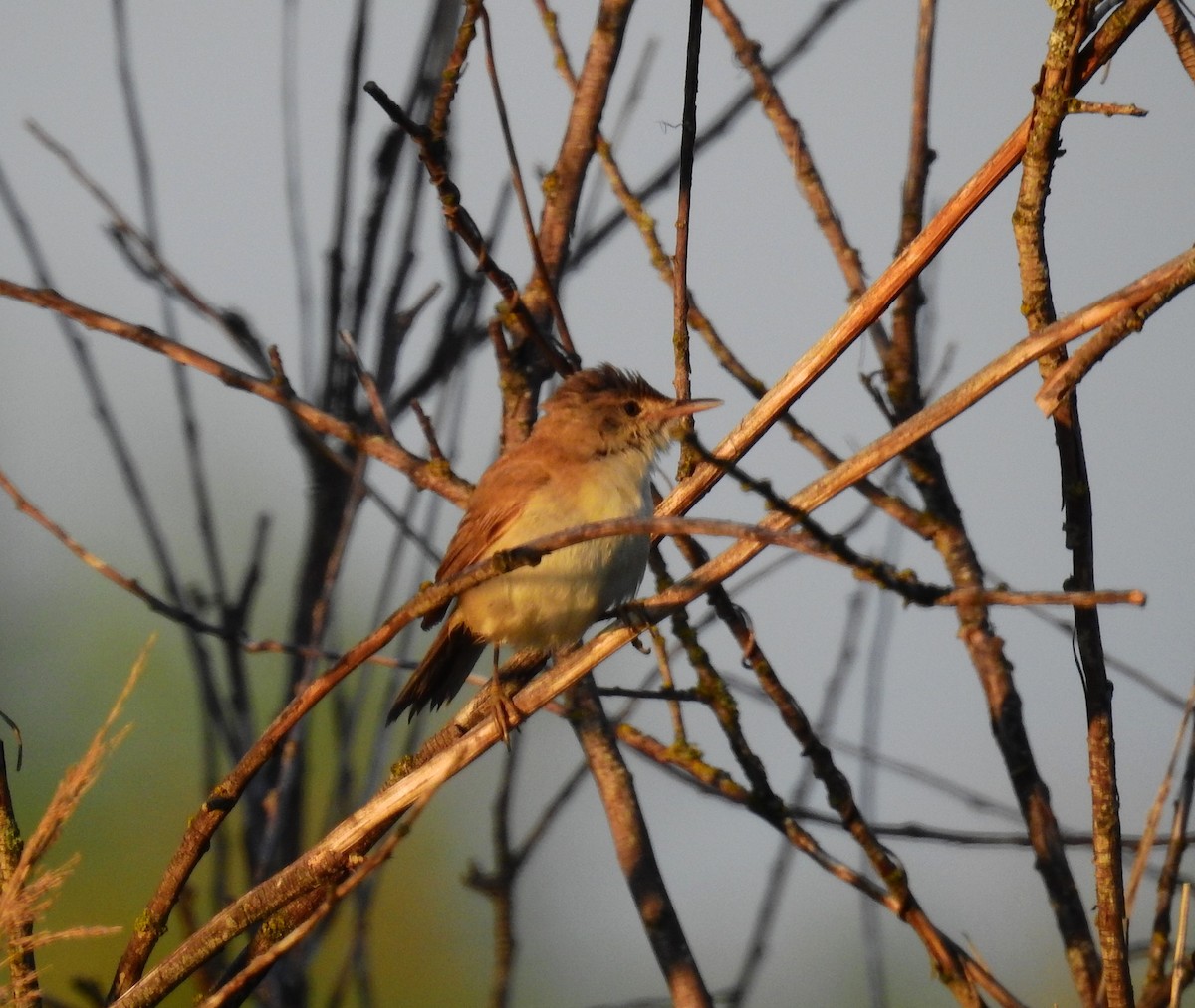 Common Reed Warbler - ML621056974