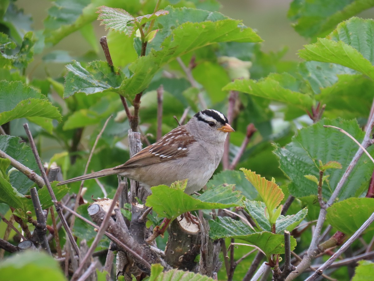 White-crowned Sparrow - ML621056978