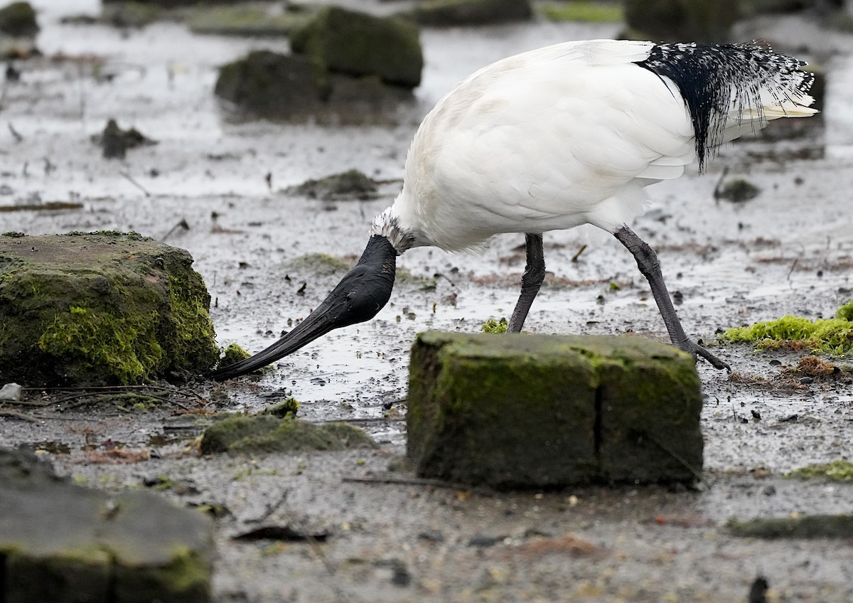 Ibis à cou noir - ML621056984