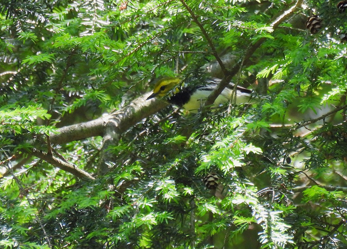 Black-throated Green Warbler - ML621056989