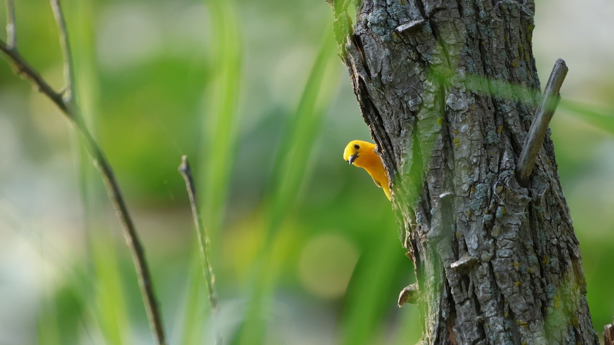 Prothonotary Warbler - ML621056993