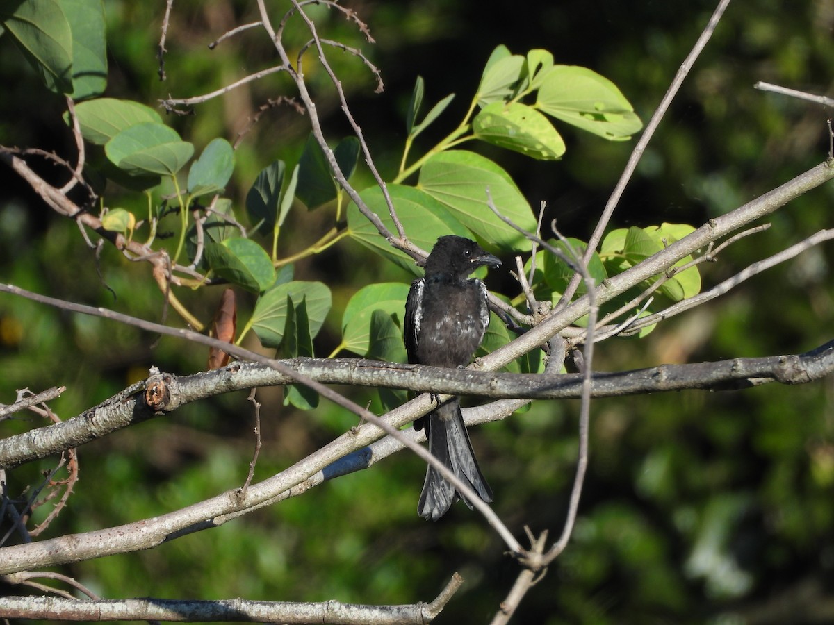 Черный дронго - ML621057008