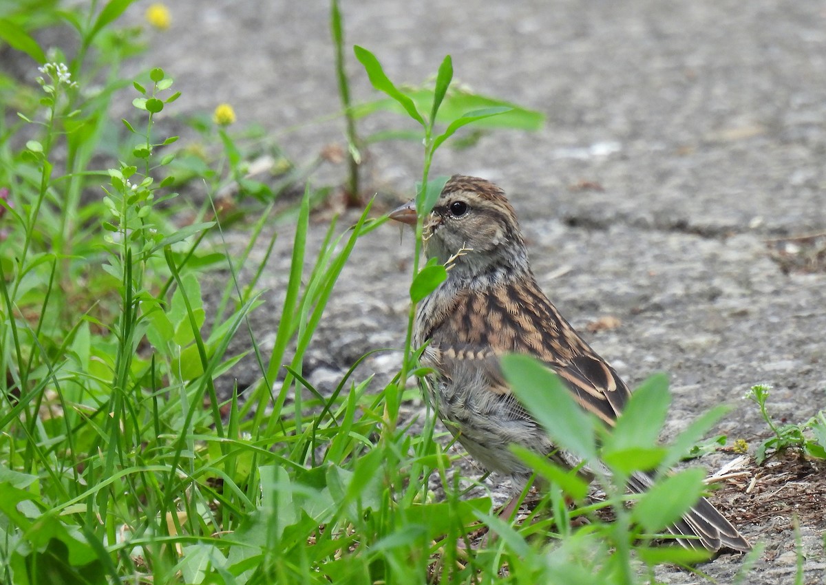 Chipping Sparrow - ML621057016
