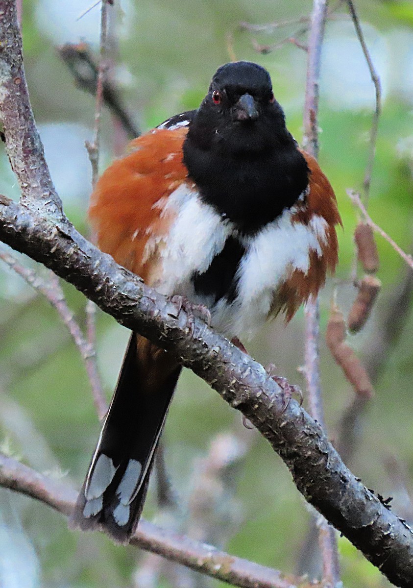 Spotted Towhee - ML621057021