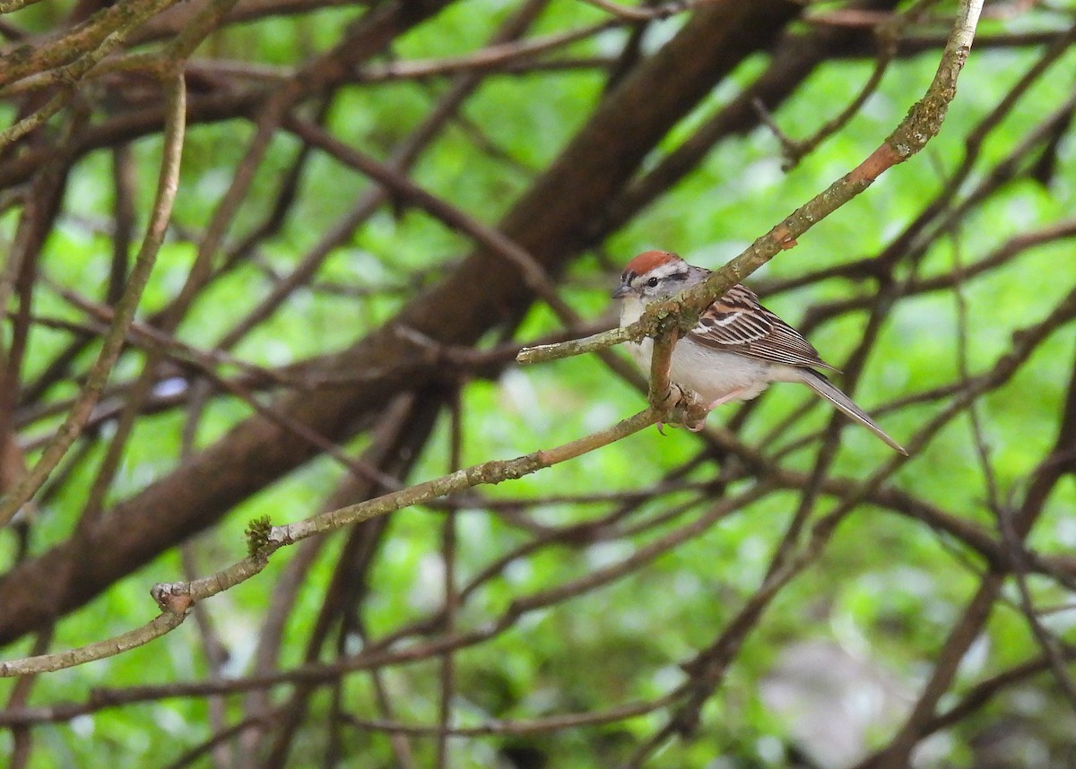 Chipping Sparrow - ML621057026