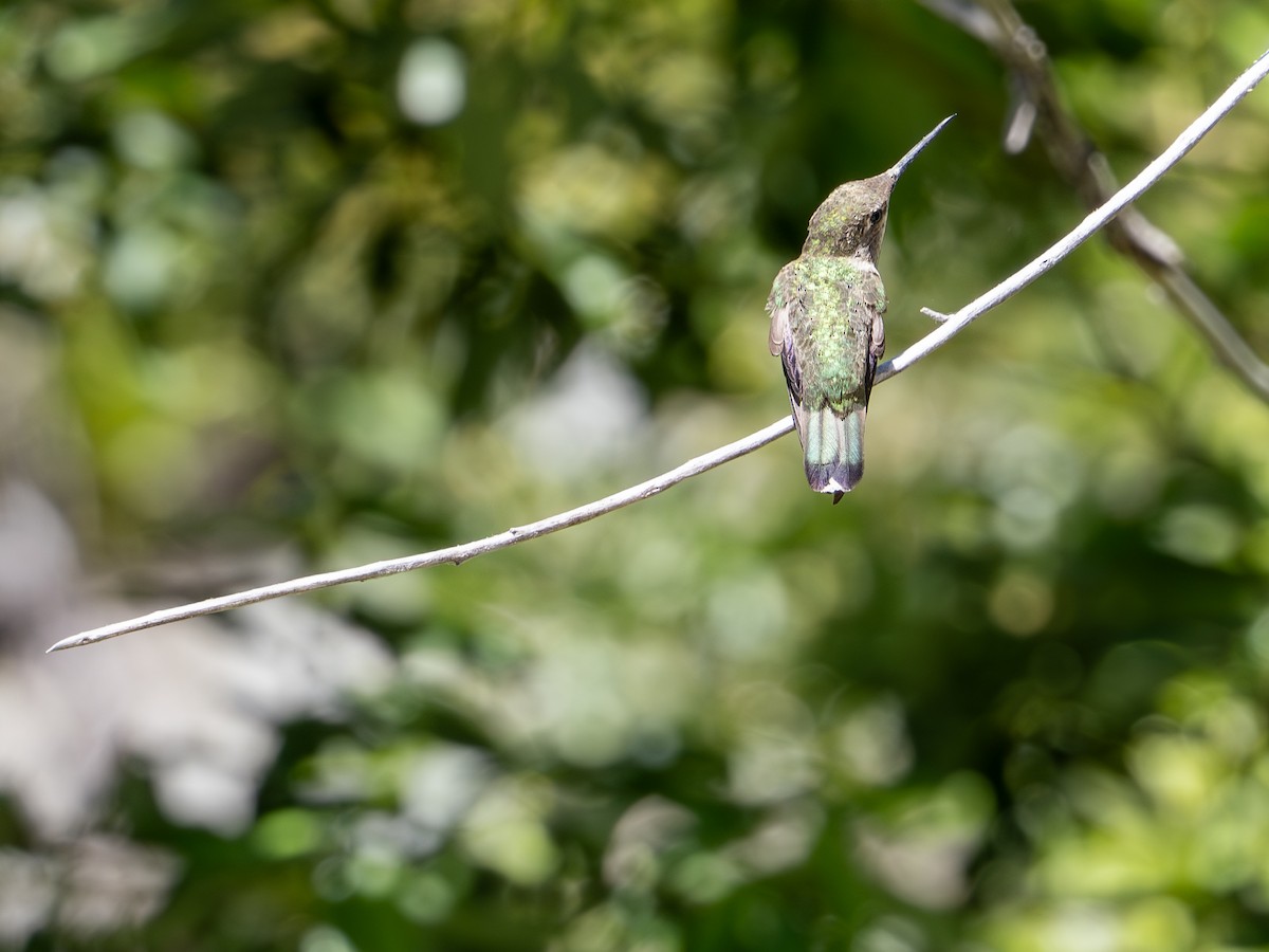 Anna's Hummingbird - ML621057042