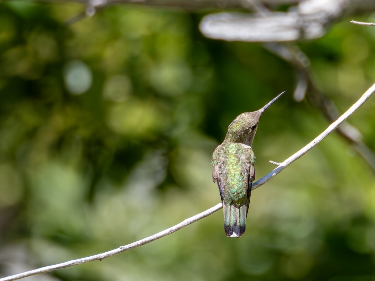 Anna's Hummingbird - ML621057043