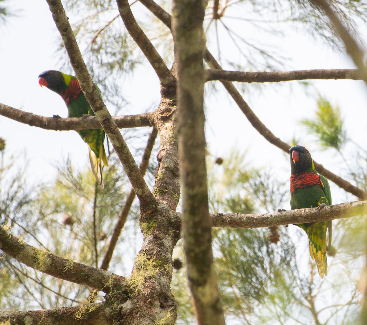 新幾內亞彩虹吸蜜鸚鵡 - ML621057044