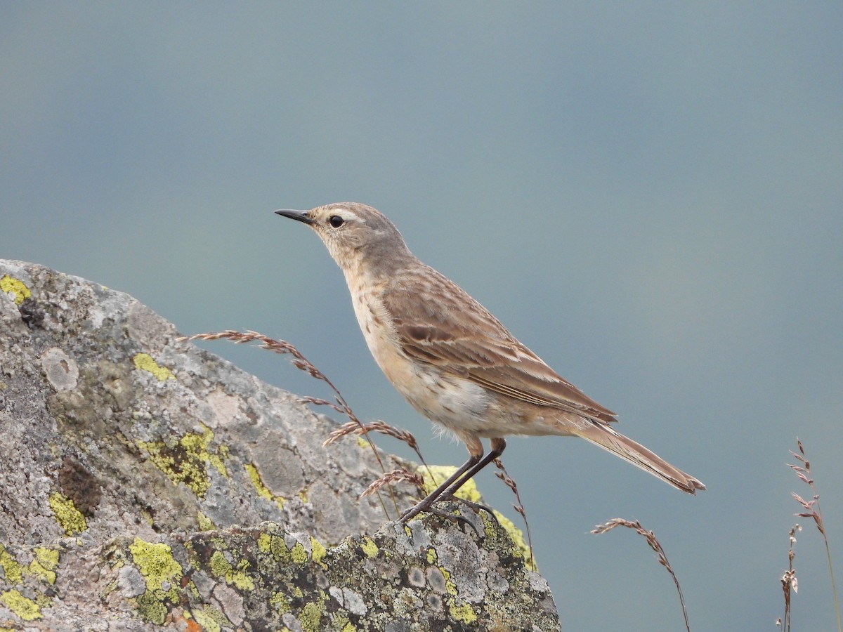 Water Pipit - ML621057045