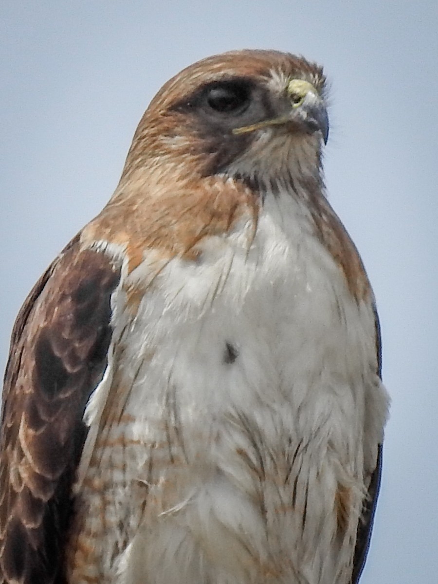 Red-tailed Hawk - ML621057051