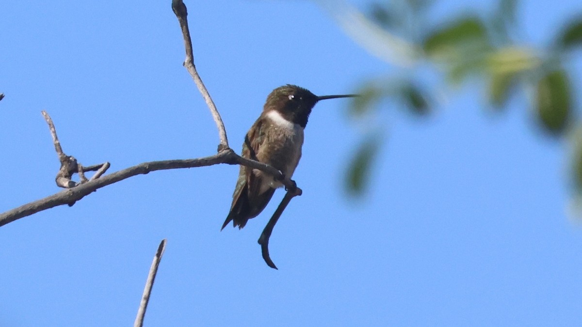 Black-chinned Hummingbird - ML621057054